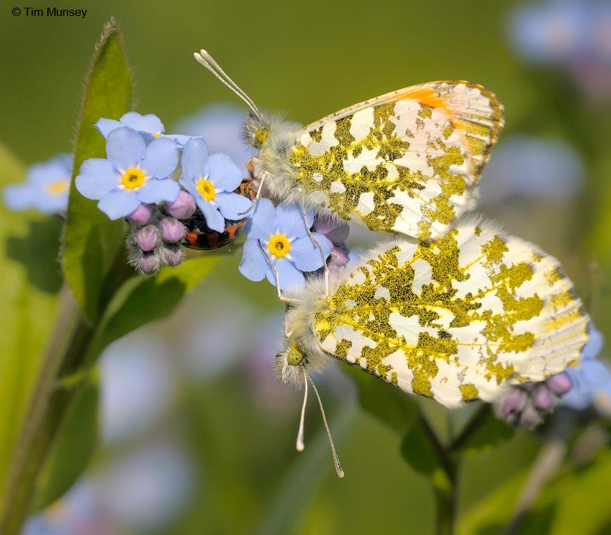 Orange Tips 090510.jpg